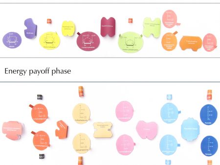 Glycolysis For Cheap